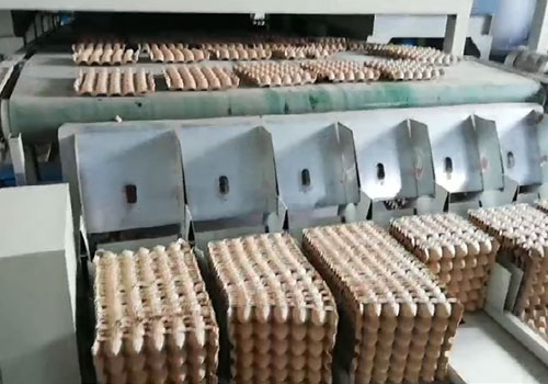 Processus de production de plateaux à œufs