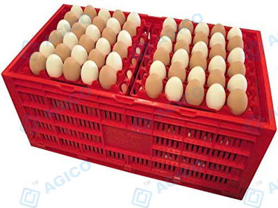 Quel matériau pour les boîtes à œufs : pâte ou plastique ?