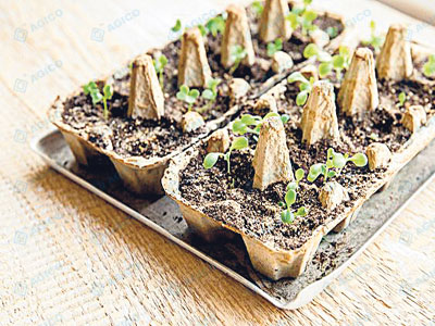 10 raisons de choisir un emballage moulé en pâte